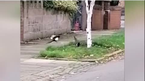 A rat vs 2 magpies