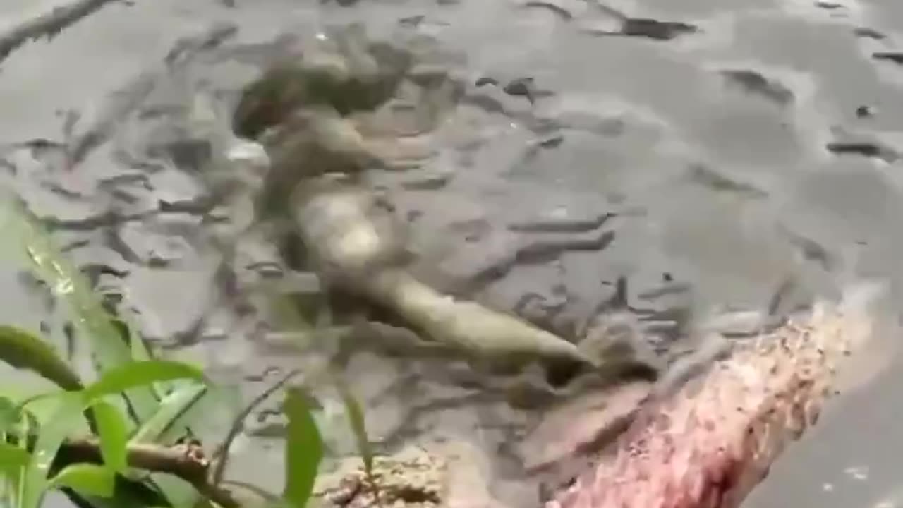 Baby Gator Death Roll