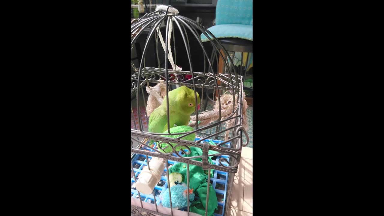 Indian Ringneck Parrot