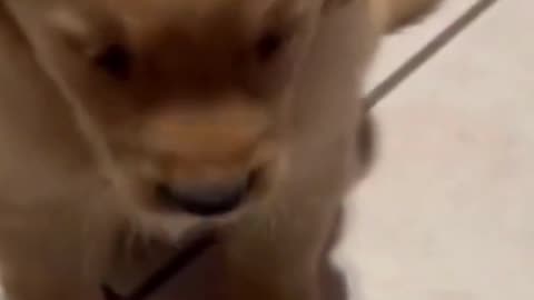 Cute Dog Does A Funny Trick