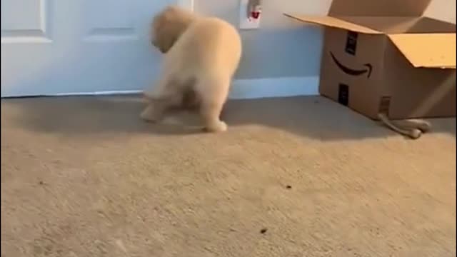 Will puppies be as cute as they are now when they grow up?