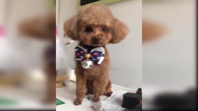 Baby Dog - Cute and Funny Dog Video Compilation(Amazing Happy)