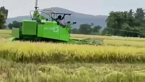 Paddy harvesting