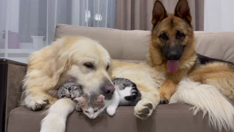 Golden Retriever shares a sofa with his friends