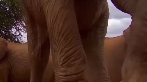 Elephants