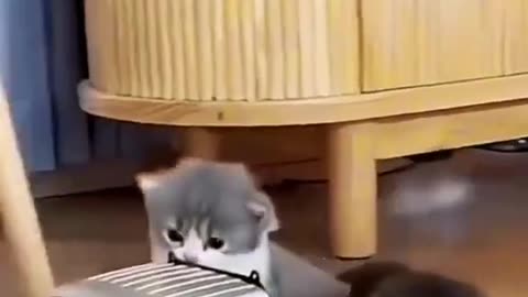 Baby Cat video Cute cat 🐈 video Cute funny video call video #2023....