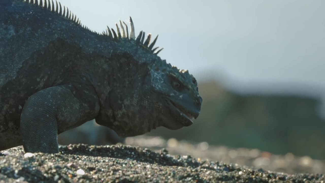 RoboSpy Iguana Competes At Sneezing Snot!