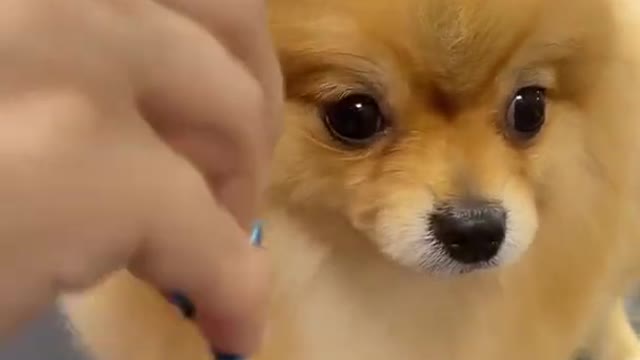 Cut funny Dog video