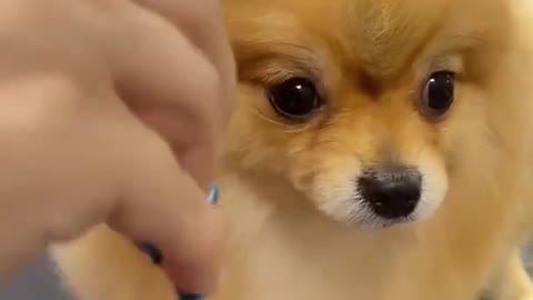 Cut funny Dog video