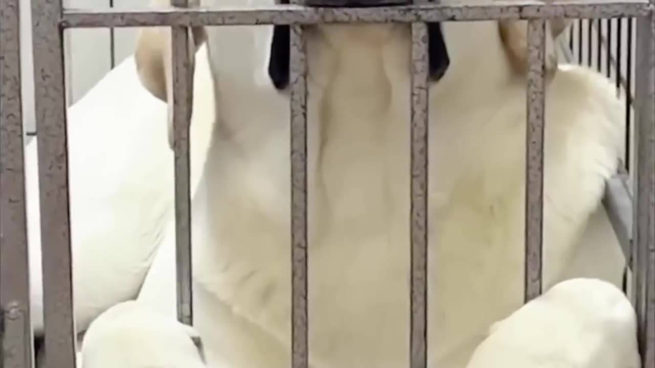 The Funniest Animal Videos Ever! You Won't Stop Laughing!"