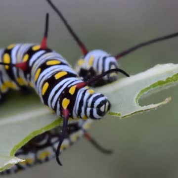 Who knows what this worm is