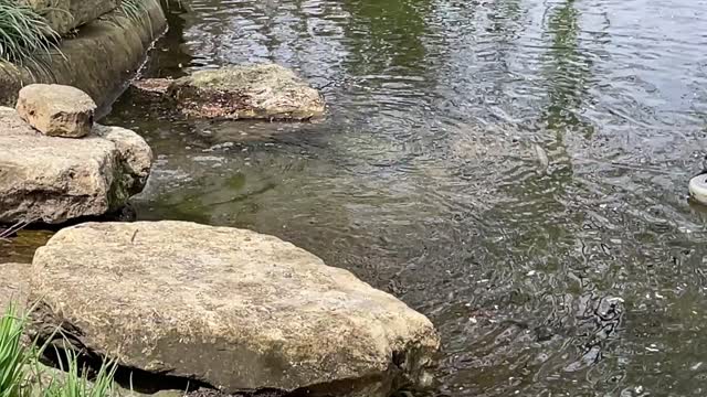 Freshwater Spring Meditation