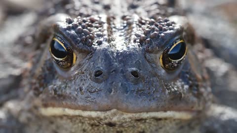 Unseenable Animals in Zoo relaxing video