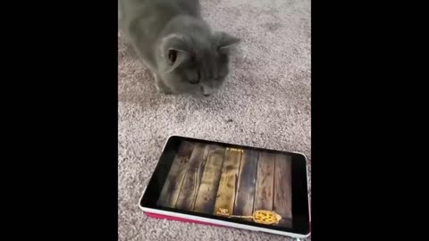 Cat Funny Videos 2 Hour Compilation Of Fun Cat Videos That Will Make You Laugh And Find Peace