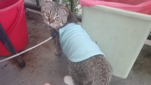 How Cat React When Seeing Stranger 1st Time - Running or Being Friendly 13?