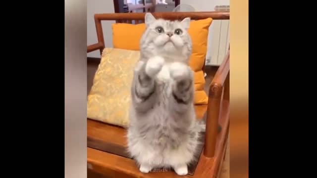 Funniest Cats | Don't try to hold back Laughter | Cutest Lands