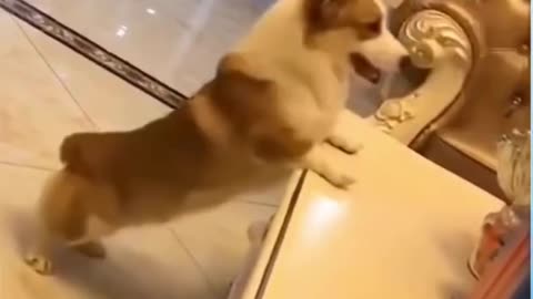 Excited Dog Happy Dog
