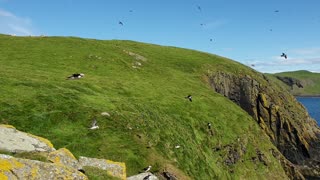 Incredibly special close time with thousands of puffins on Shiant Isles, Outer Hebrides, Scotland