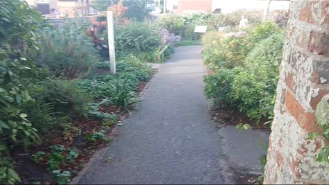 Blind deaf mitch the Norfolk Terrier explores a peace Garden in England