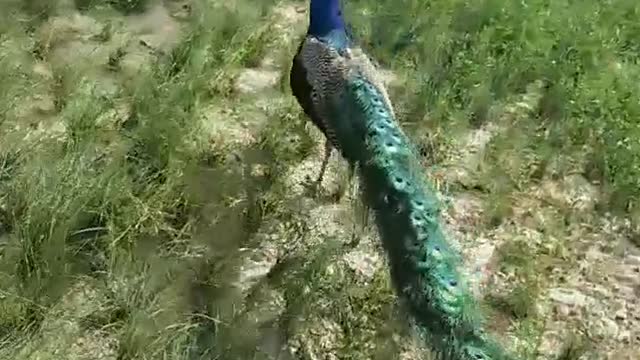 peacocks