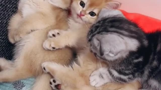 OMG So Cute Cats ♥ Best Funny Cat ❤️🐈Videos 2021 #shorts