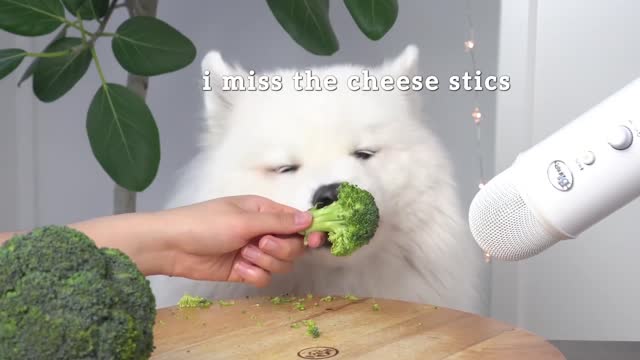 ASMR Dog Reviewing Different Types of Food #7 I MAYASMR