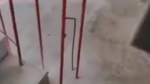 A cute dog walking stairs