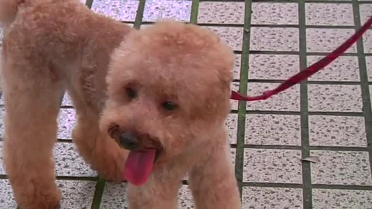 A 'do for the stylish dog