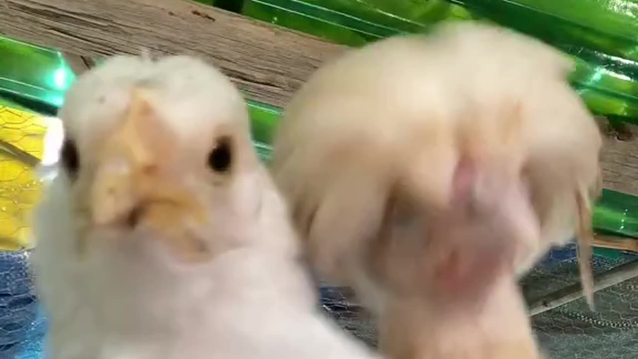 Two beautiful Hens Dancing