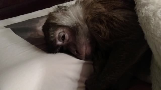 Sleepy Monkey Refuses To Get Up