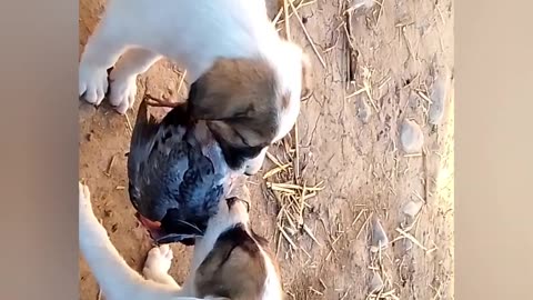 Funniest cats and dogs videos 2023 PT2