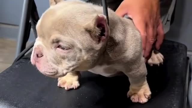 exotic bully is a back yard breed and is a breed that is not most important because