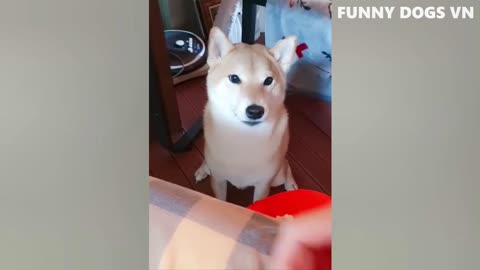 Funny Dogs