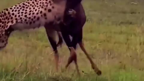 Angry Female lion in