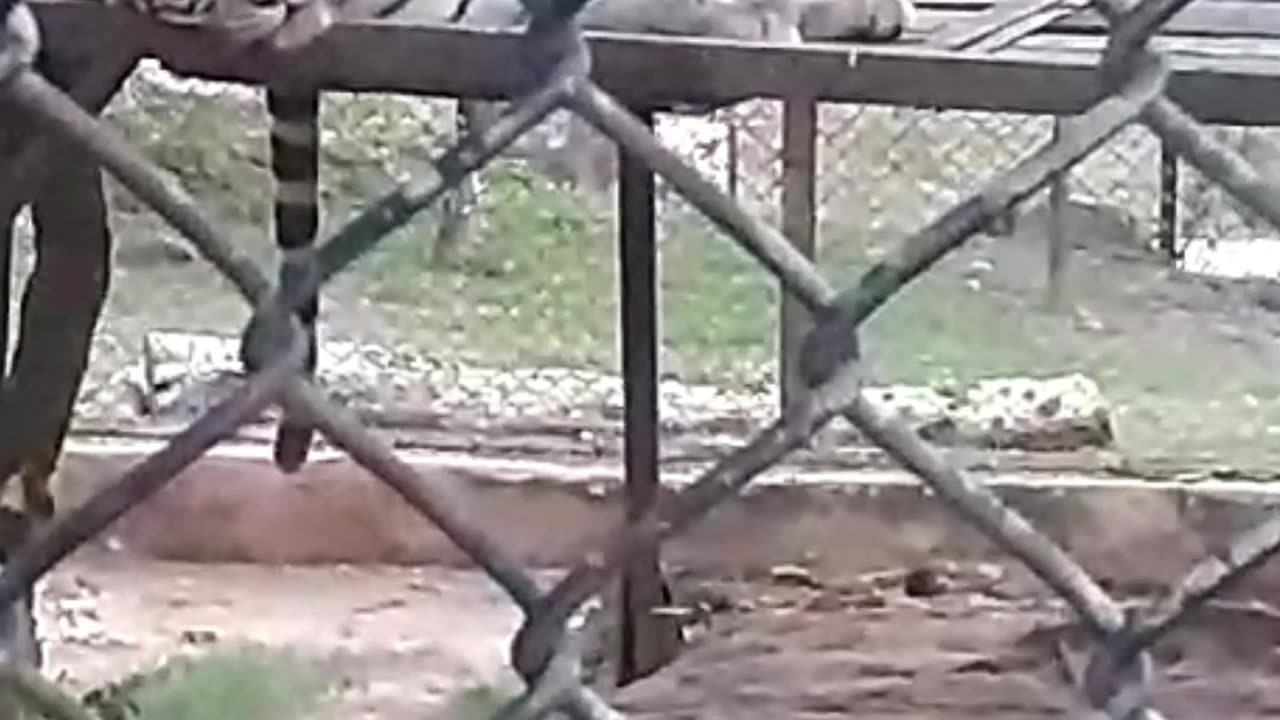 leopards in Zoo