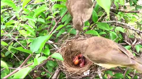 🤍​🤍​🐣​ Parent Birds Rescue Babies From Ants Attack!