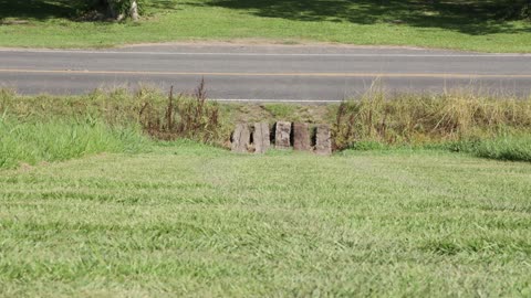 URBAN HUNTING DE SOTO LEVI BRUSLY LOUISIANA USA CANON R SIGMA C 600MM MANUAL
