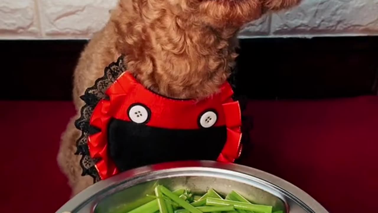 Puppy Munch Madness: Crunchy Treats ASMR