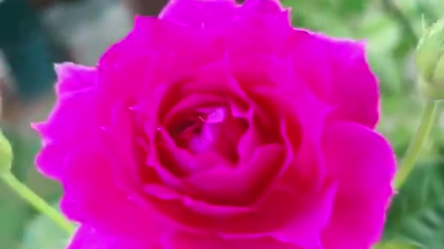 kind of rose, pink rose