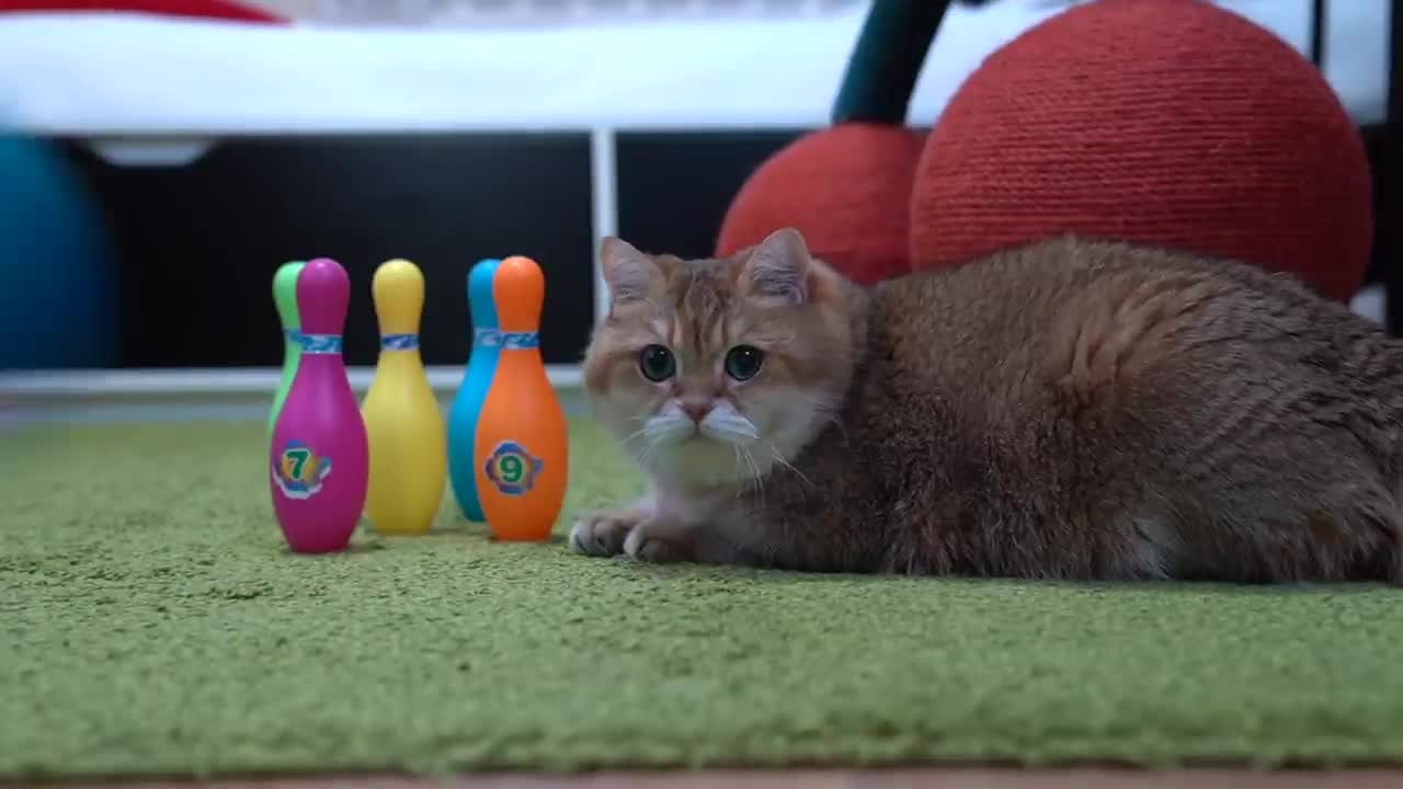 Cat bowling