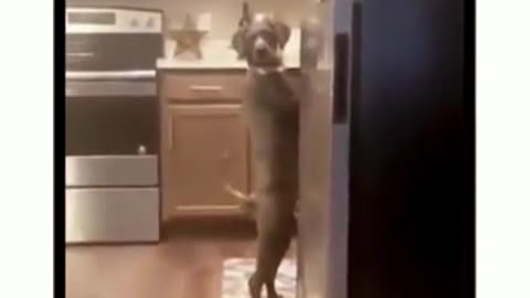 doggo acts like hoomin