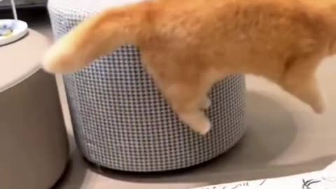 Funny animals shorts 😹