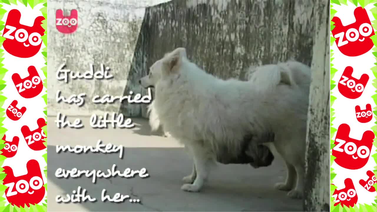 Dog Adopts Monkey