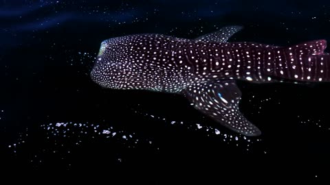 Whale Shark Inspiration