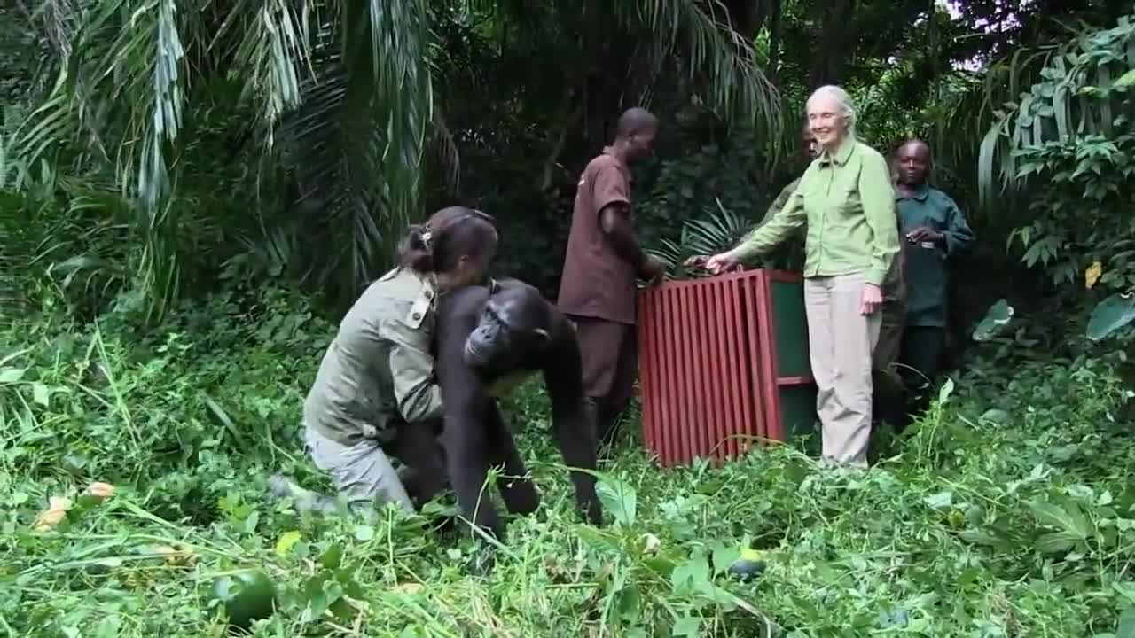 Jane Goodall Releases Chimp