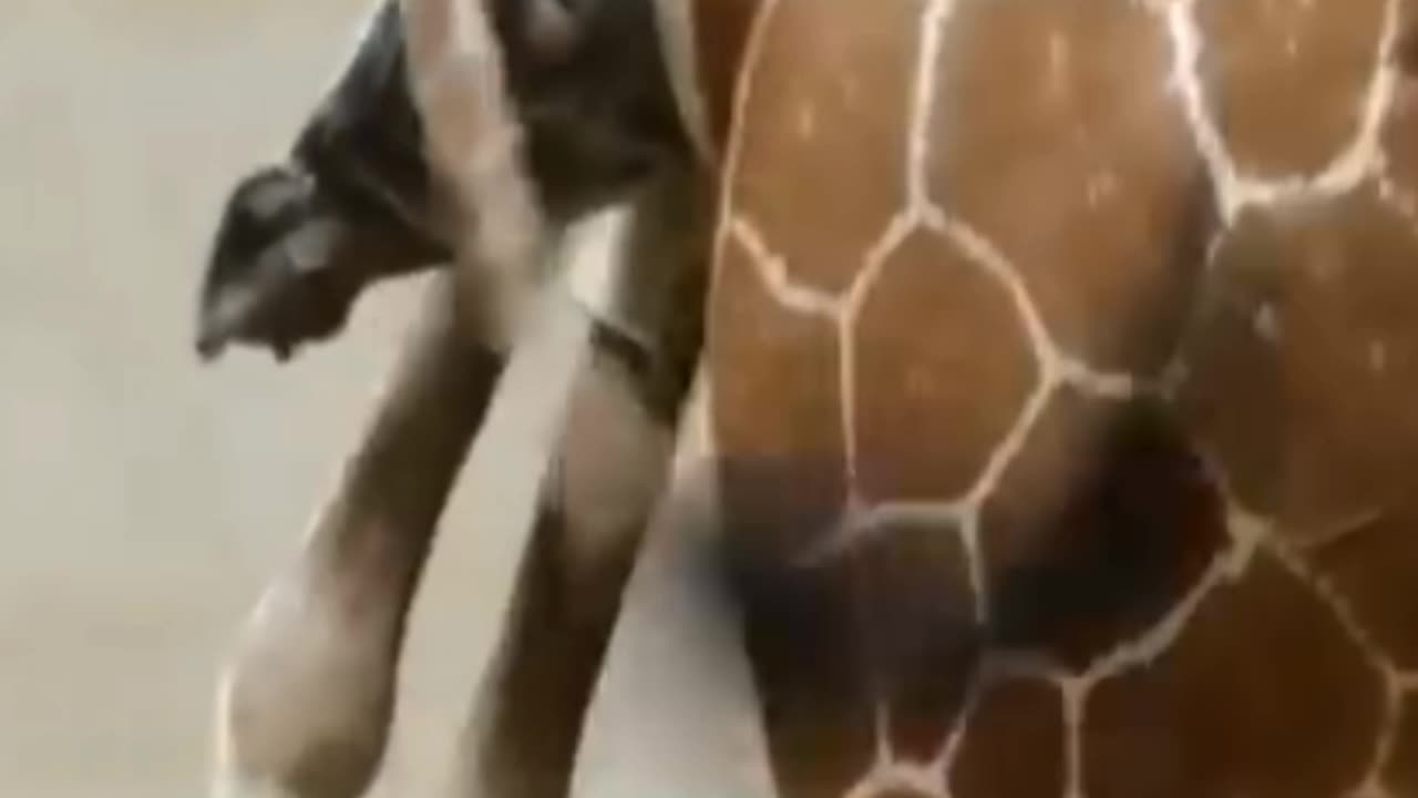 how baby giraffes are born into the world