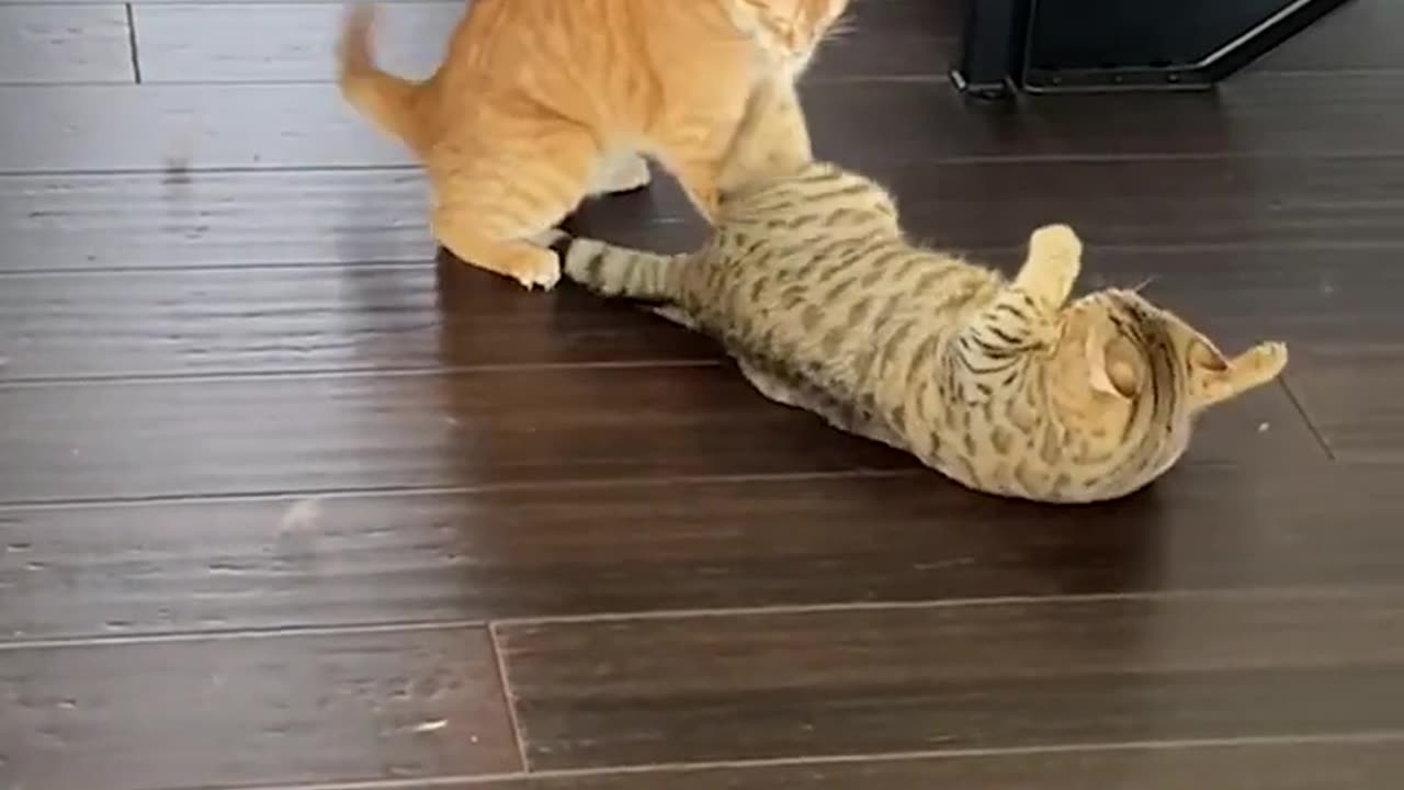 Funny Cat Pulls Off Sneak Attack!