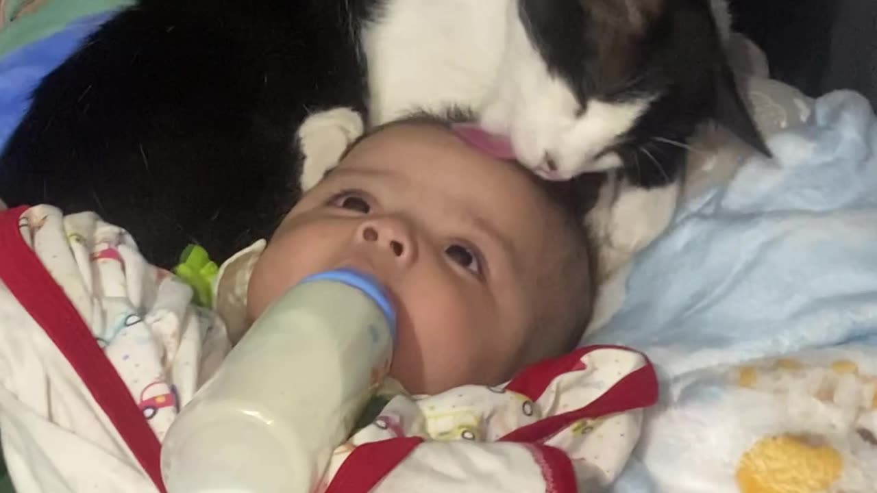 Cat Gently Grooms Blessing