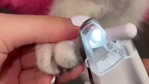 Cat nail clipper