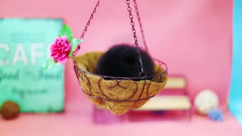 Puppy charm, Pomeranian, Prince of Blackform Hearts Teacup puppies